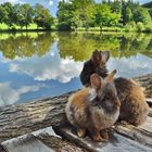 Bartkaninchen am See 01