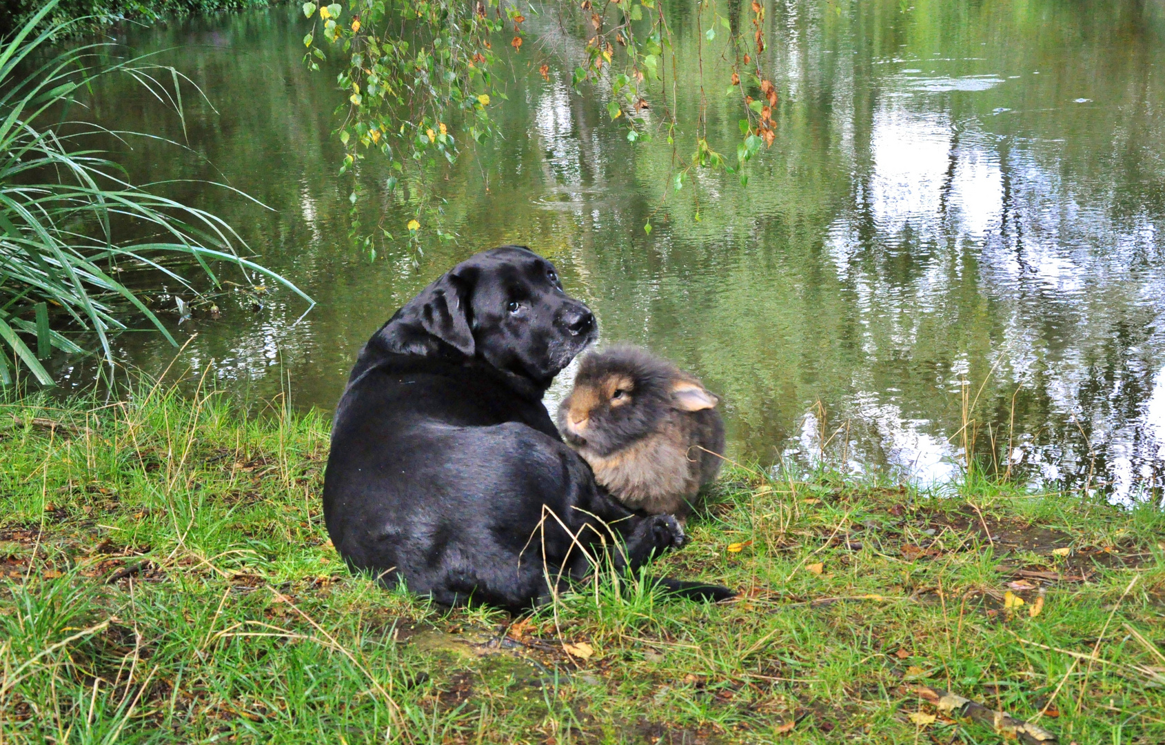 Bartkaninchen am See 03