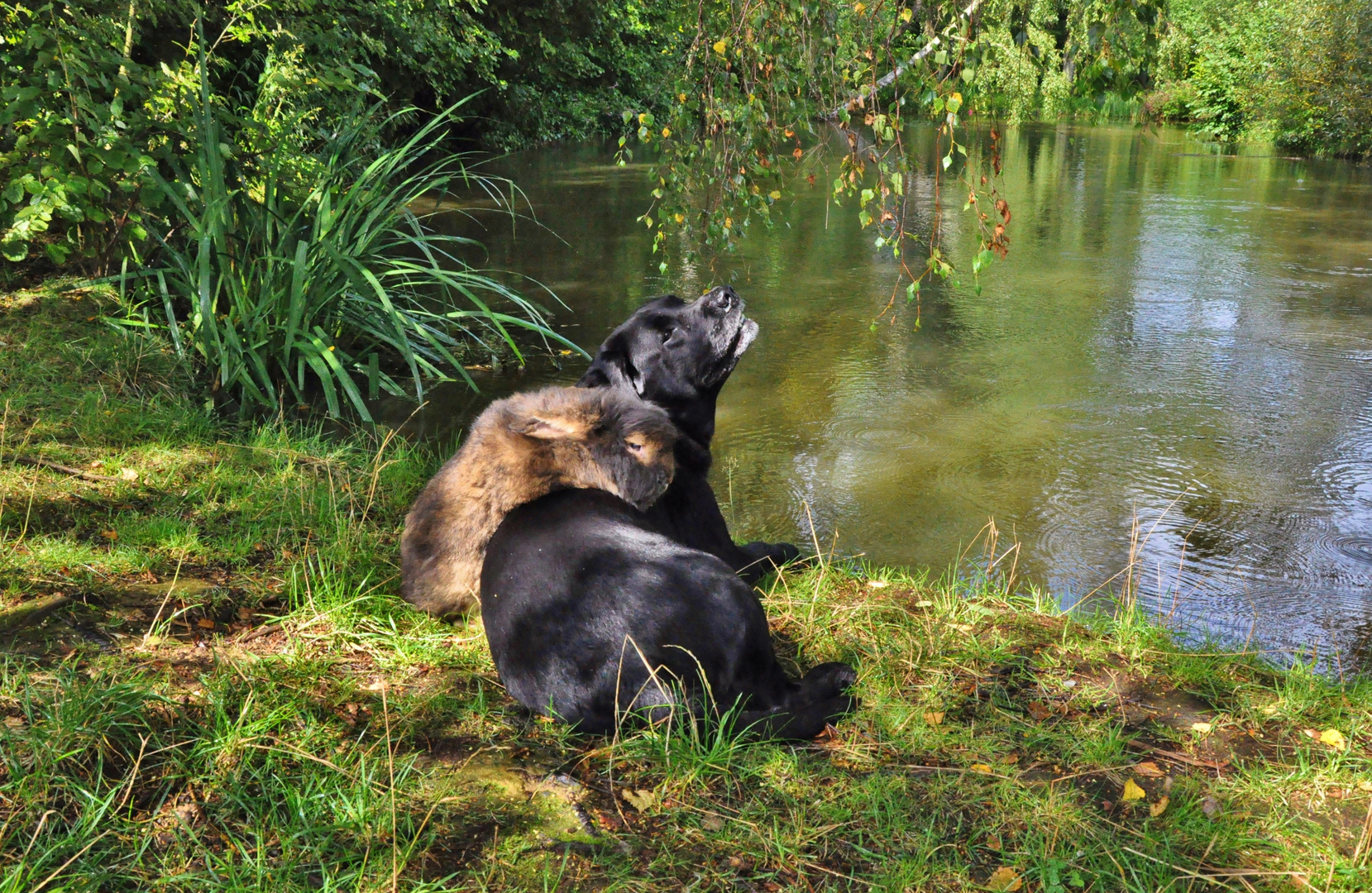 Bartkaninchen am See 04