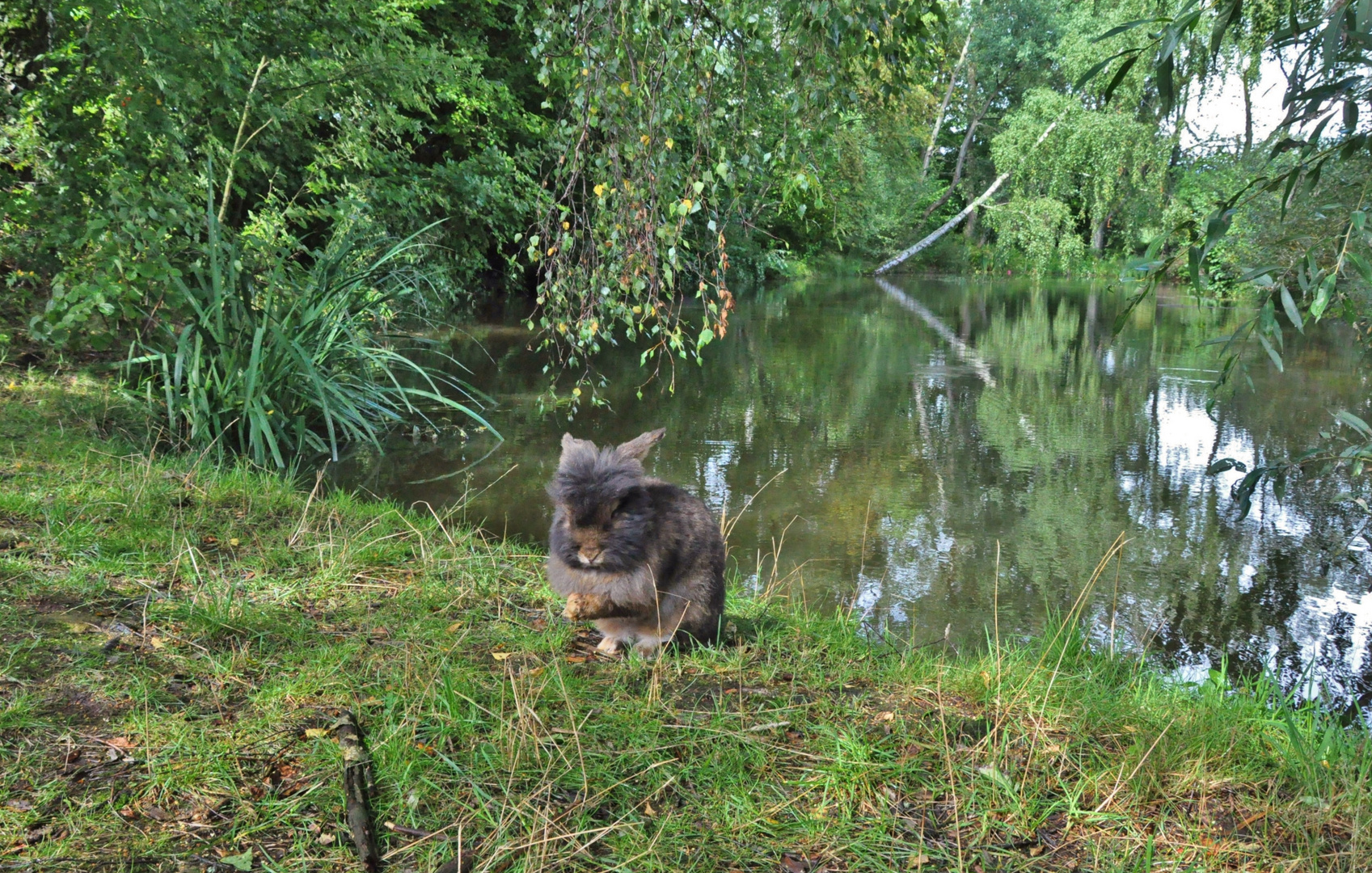 Bartkaninchen am See 05