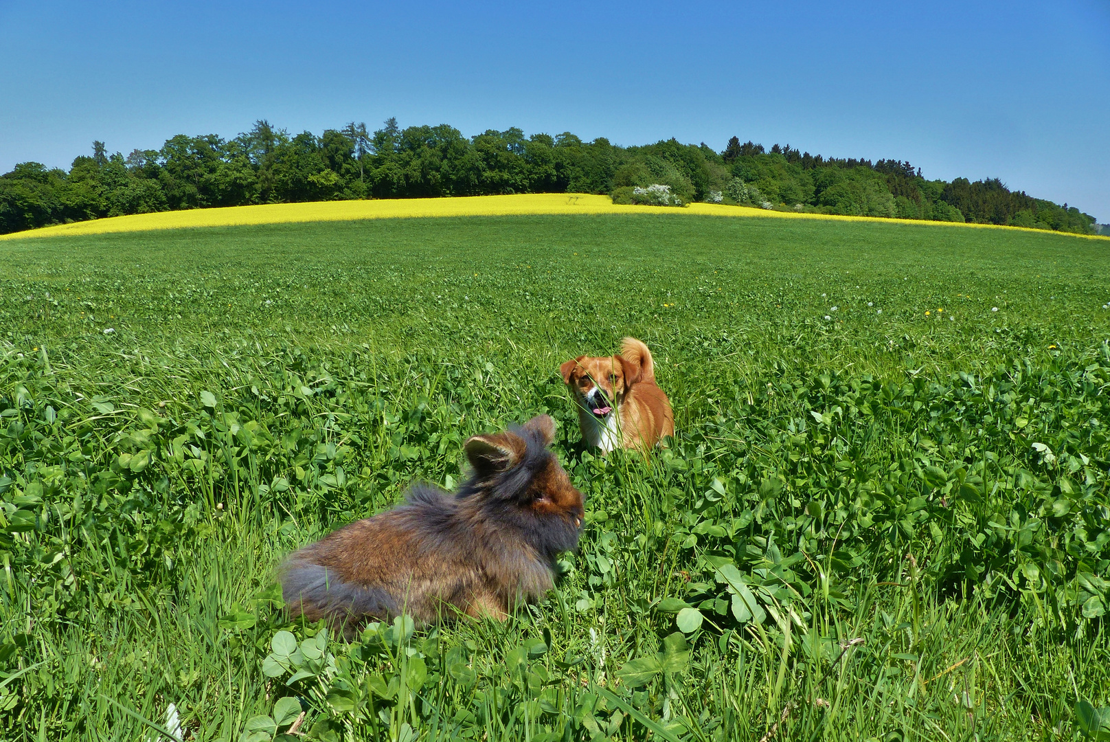 Bartkaninchen Frühling 2018_01