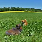 Bartkaninchen Frühling 2018_01