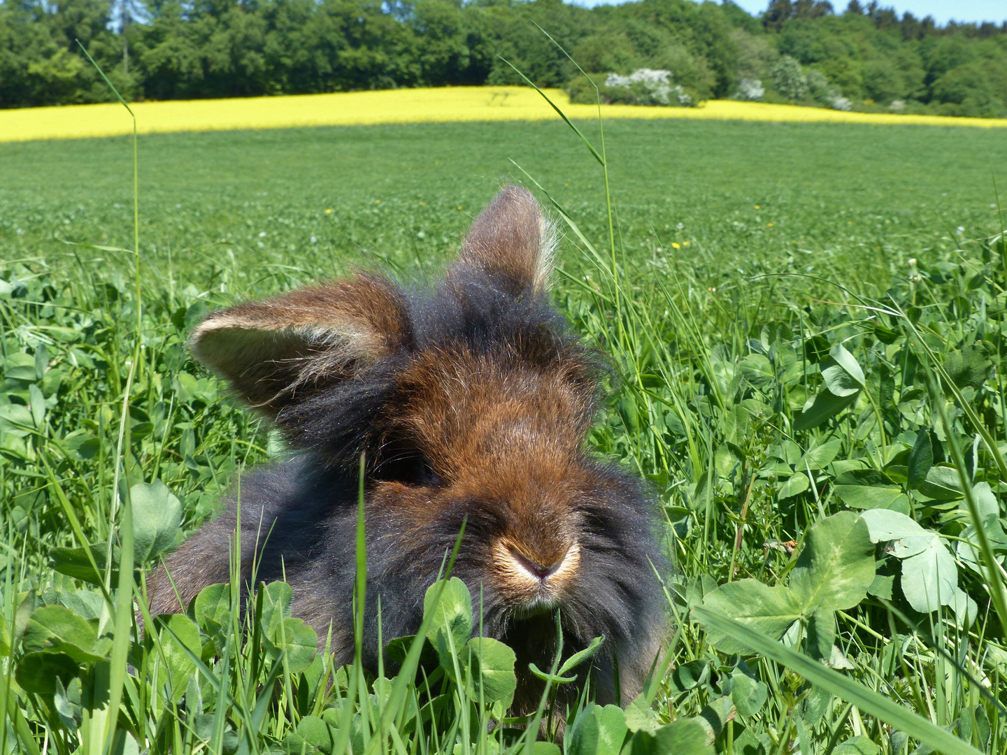 Bartkaninchen Frühling 2018_02