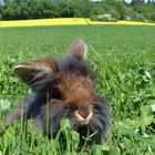 Bartkaninchen Frühling 2018_02