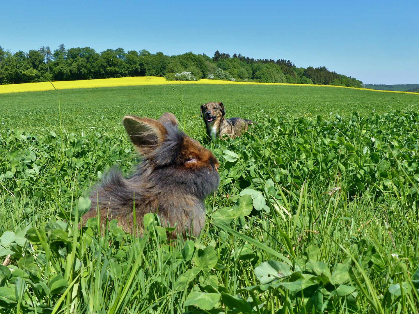 Bartkaninchen Frühling 2018_03