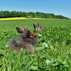 Bartkaninchen Frühling 2018_03