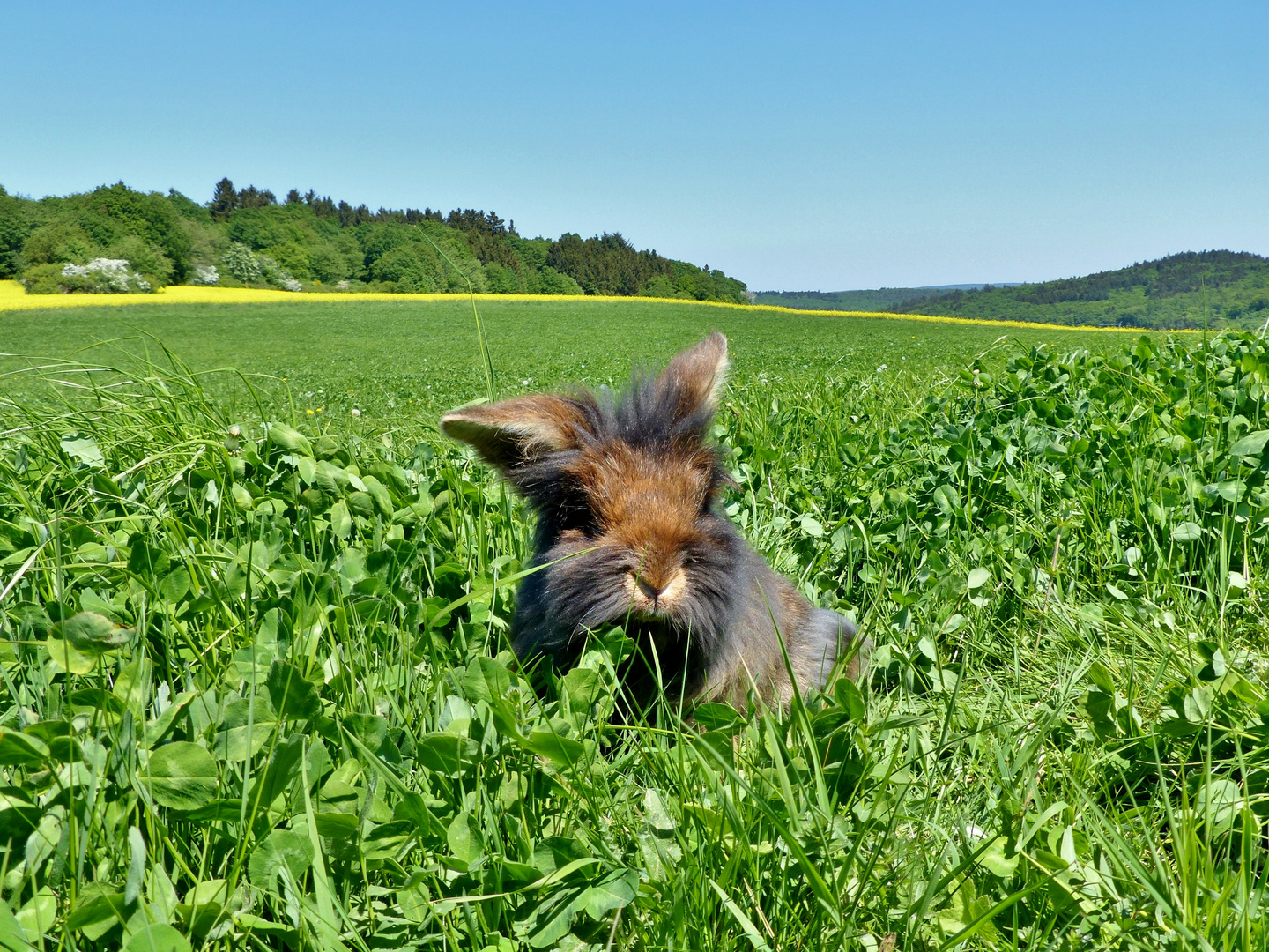 Bartkaninchen Frühling 2018_04