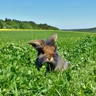 Bartkaninchen Frühling 2018_04