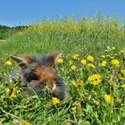 Bartkaninchen Frühling 2018_05