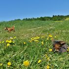 Bartkaninchen Frühling 2018_06