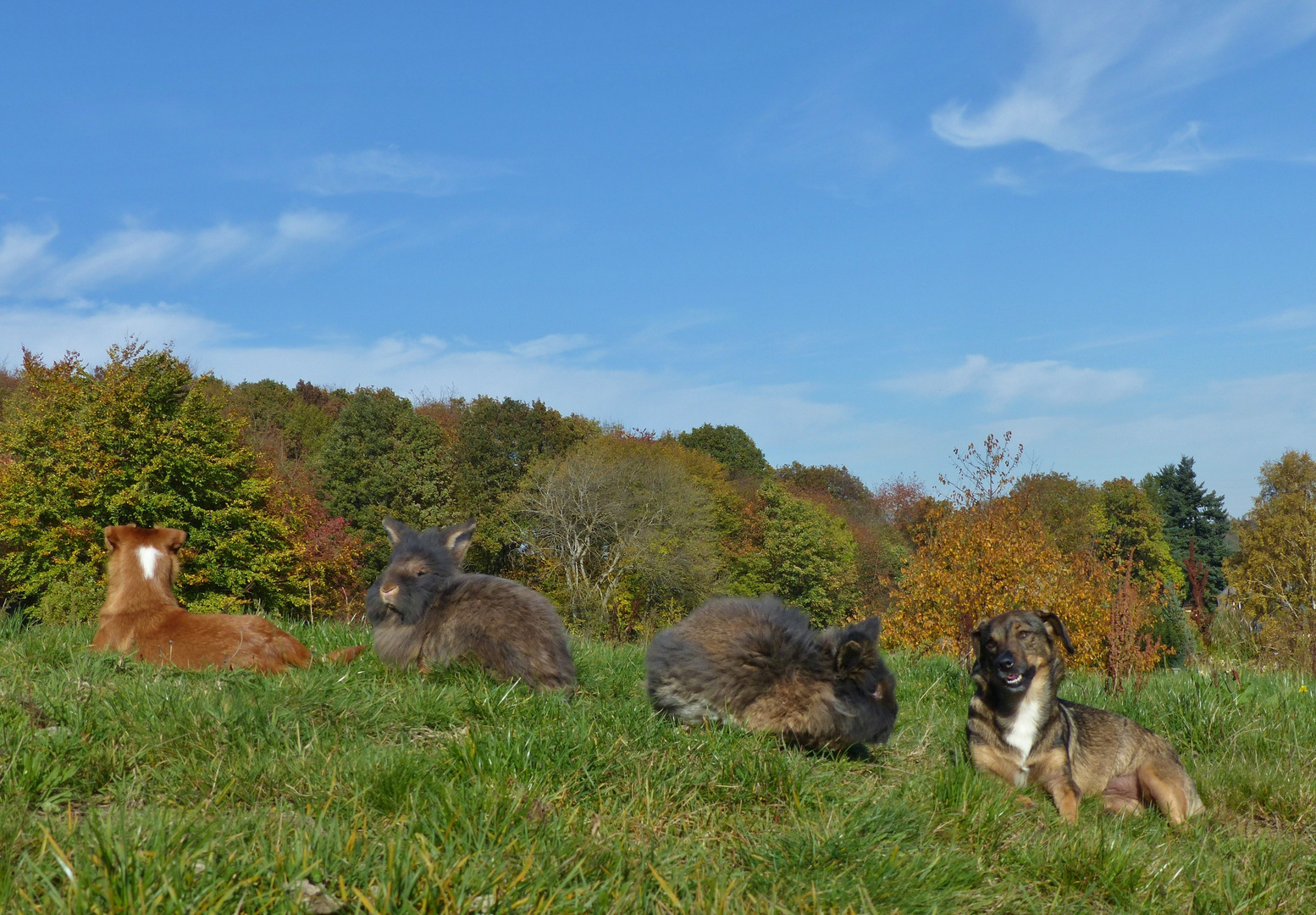 Bartkaninchen - Herbst 18.10.2017_02