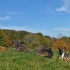 Bartkaninchen - Herbst 18.10.2017_02