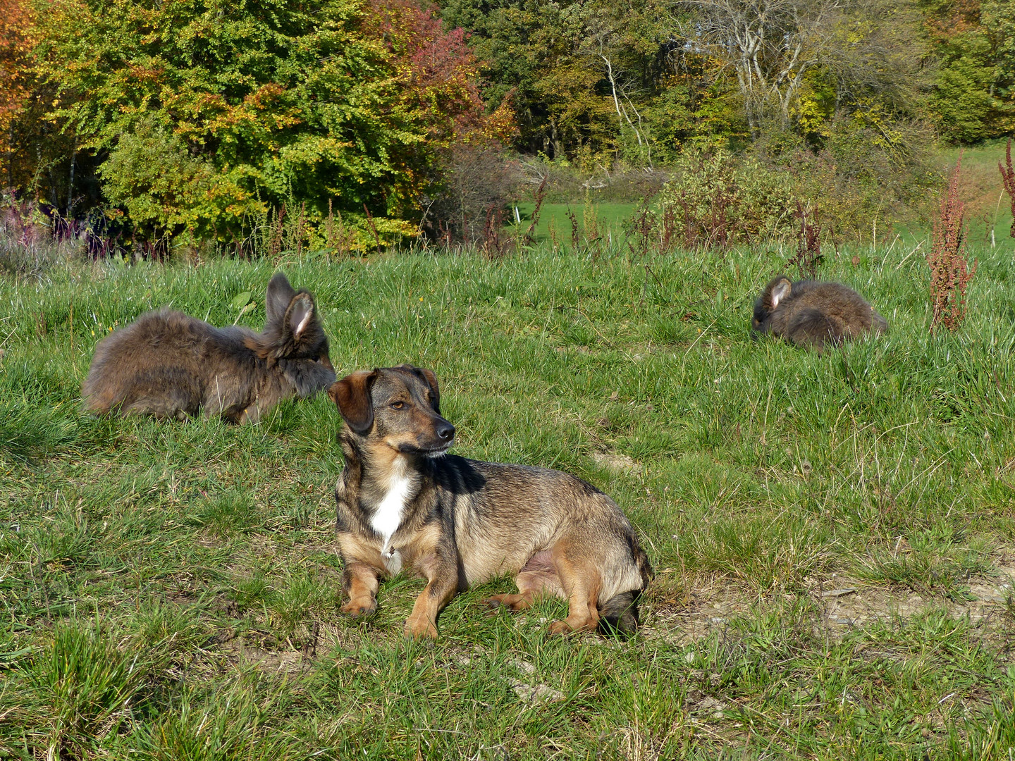 Bartkaninchen - Herbst 18.10.2017_04 