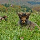 Bartkaninchen - Herbst 18.10.2017_05