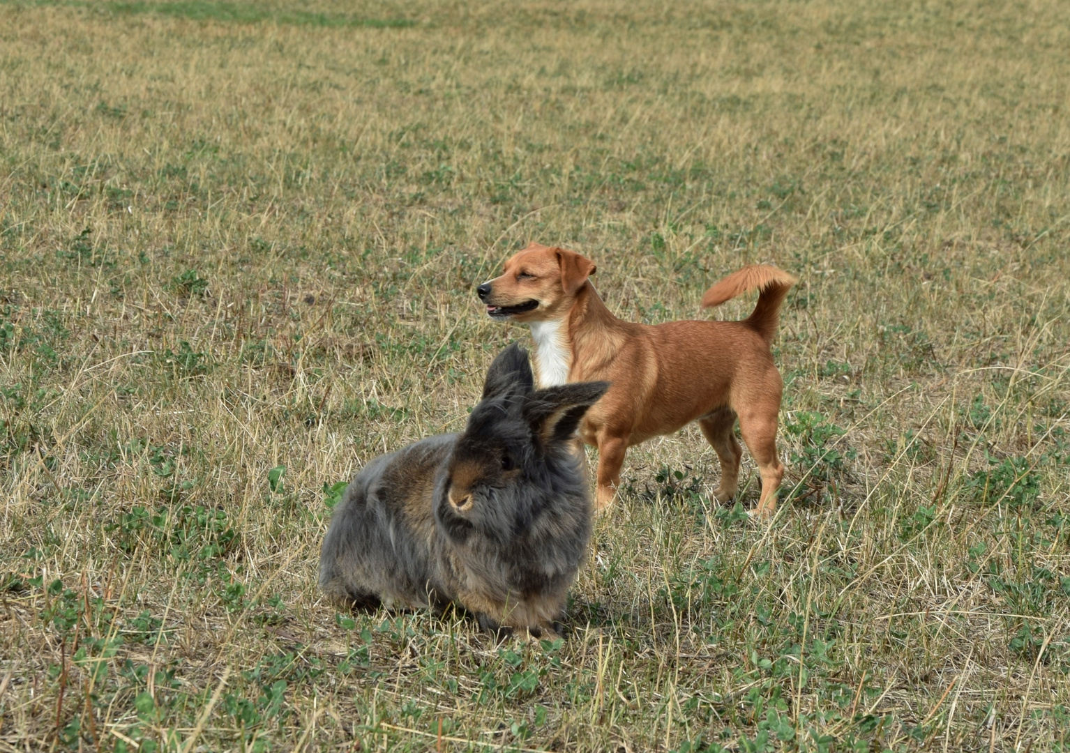 Bartkaninchen & Hund 