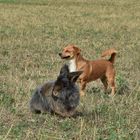 Bartkaninchen & Hund 
