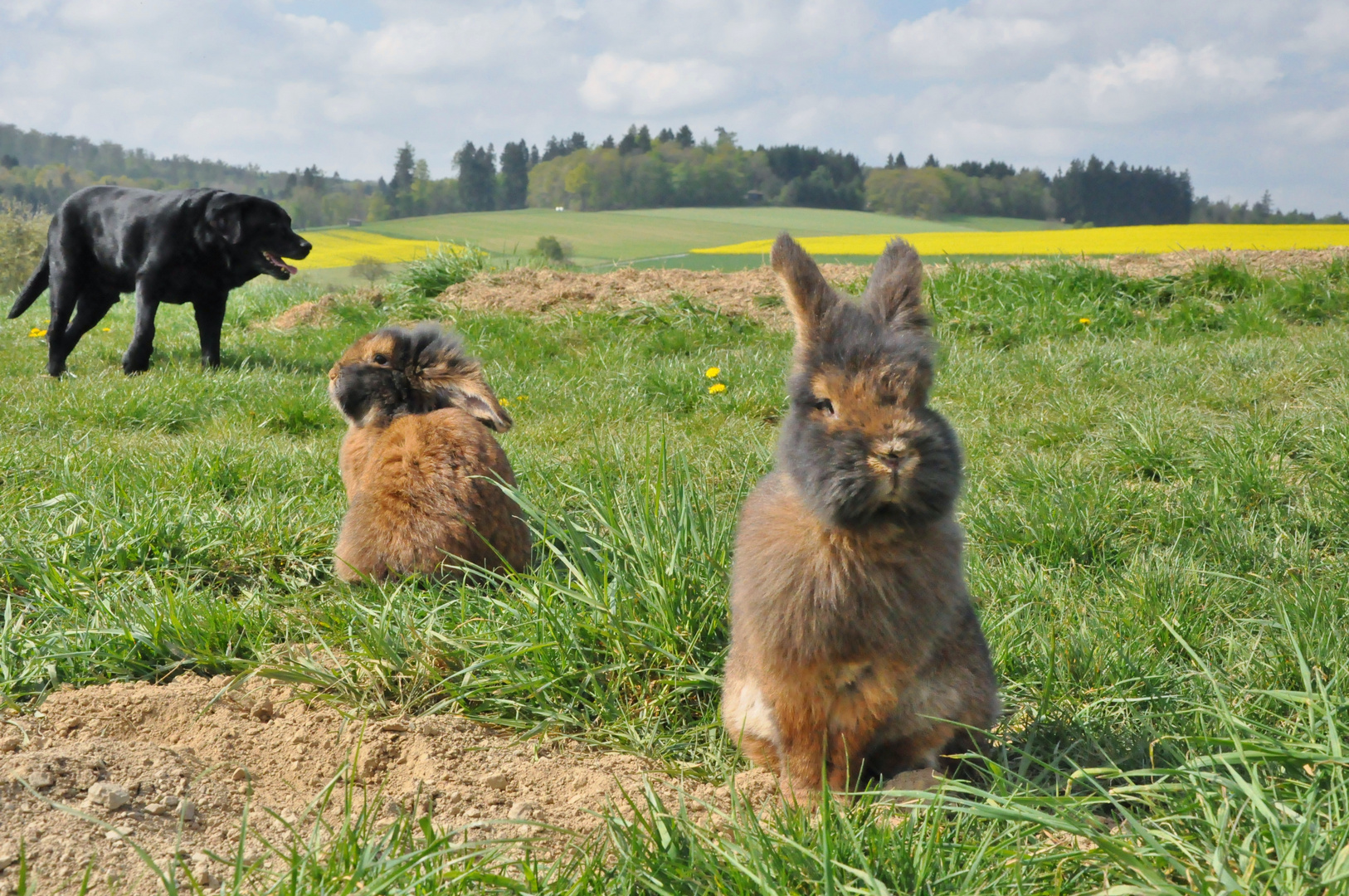 Bartkaninchen im Feld