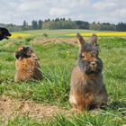 Bartkaninchen im Feld