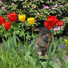 Bartkaninchen im Garten