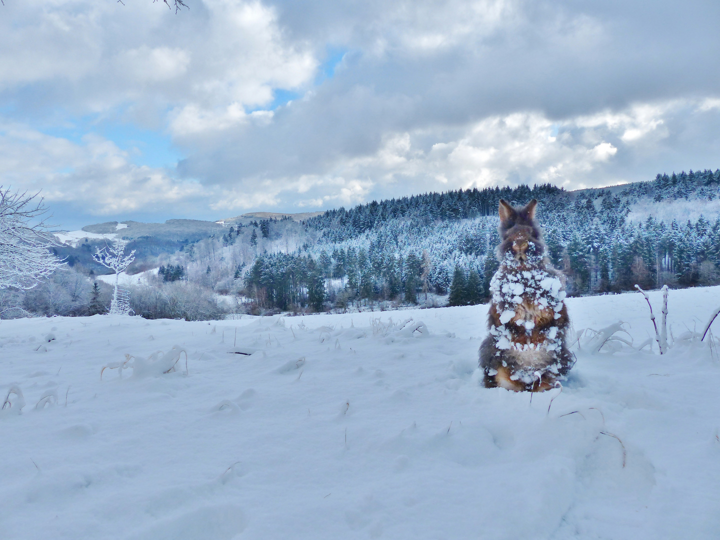 Bartkaninchen im Schnee 01