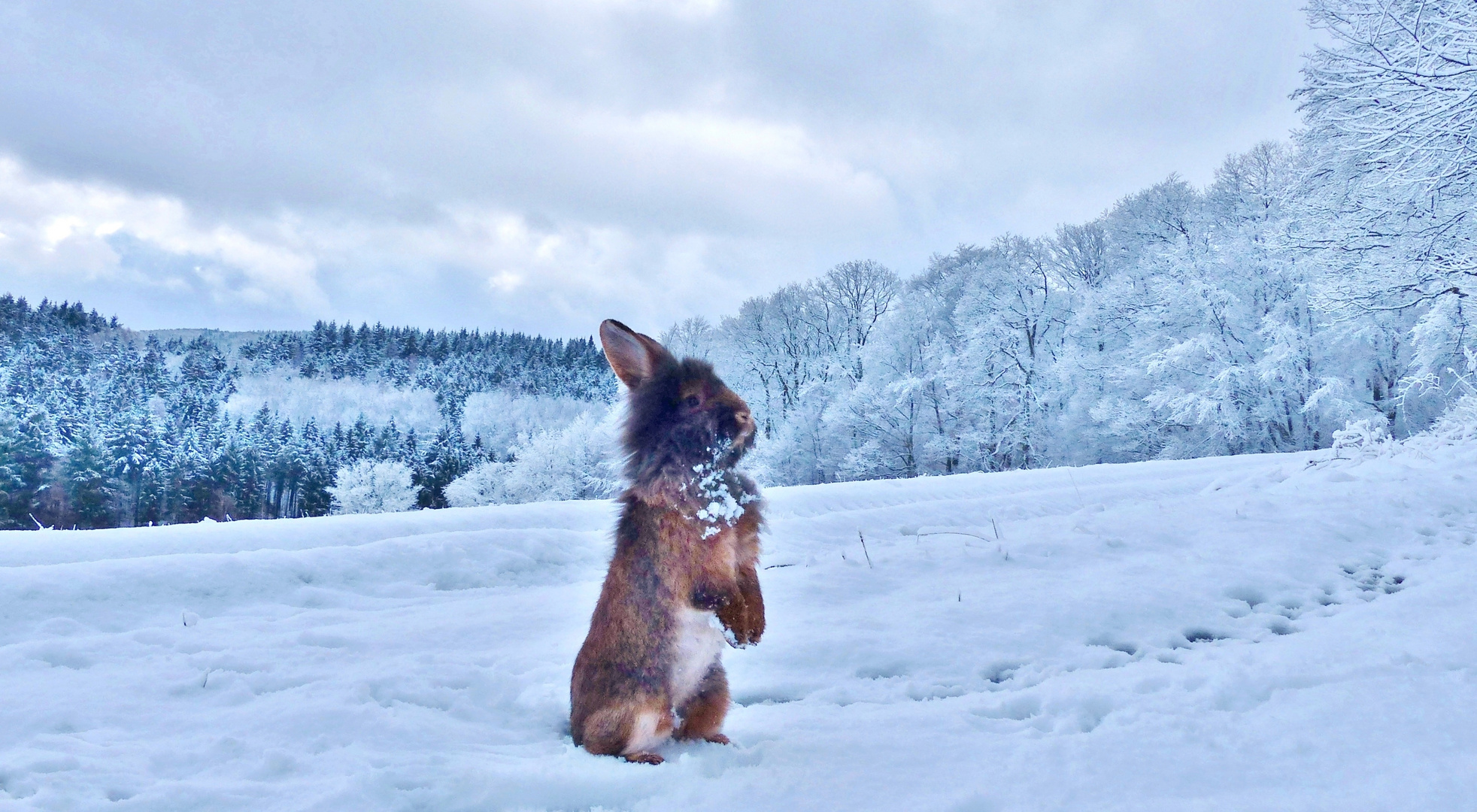 Bartkaninchen im Schnee 04