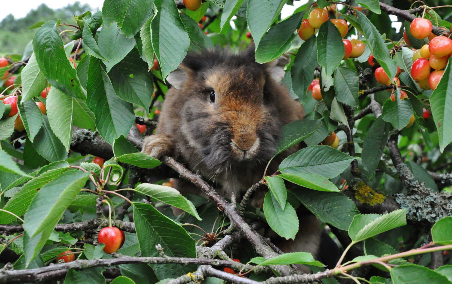 Bartkaninchen - Kirschen pflücken