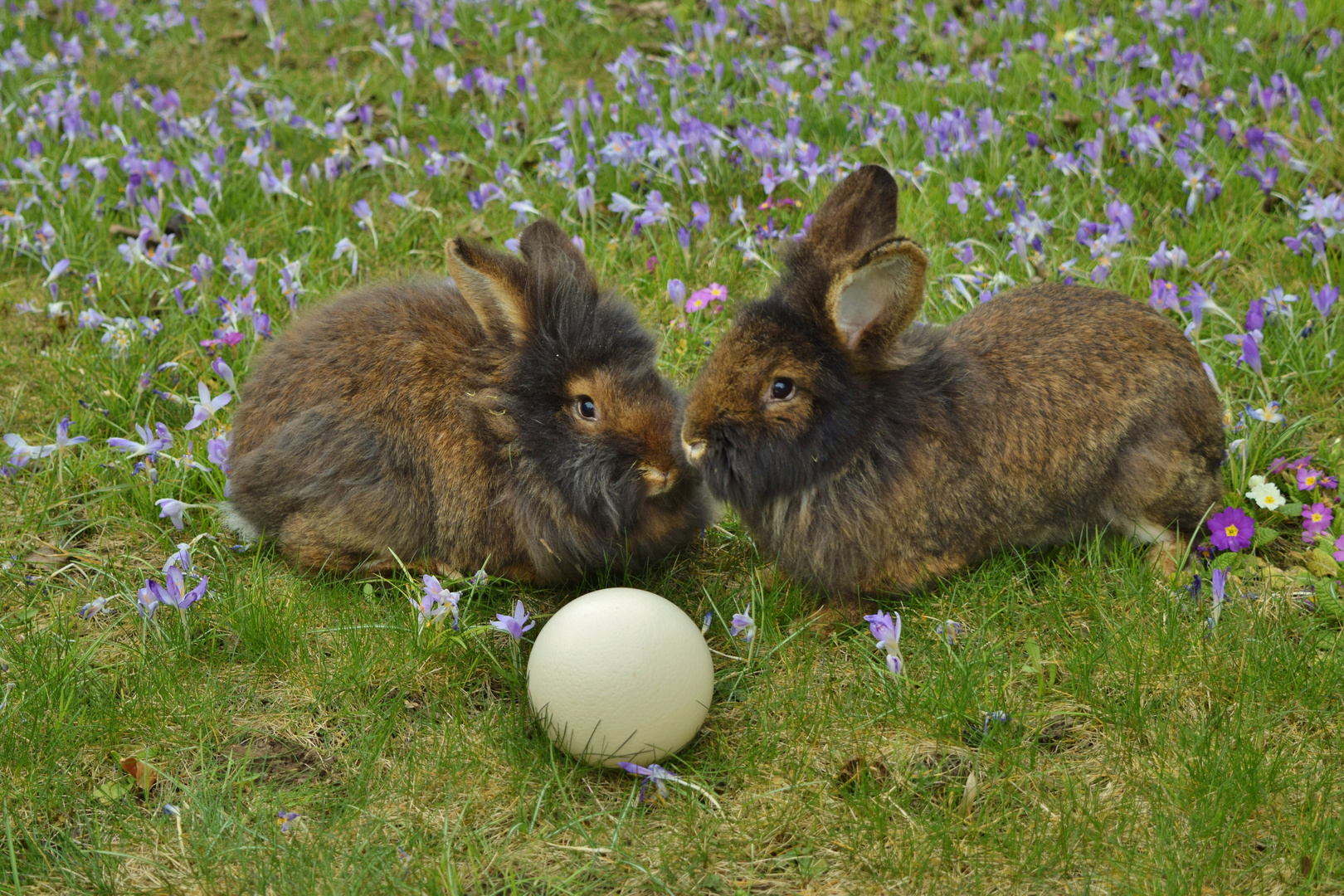 Bartkaninchen: Osterhase  2016 - 02