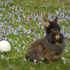 Bartkaninchen: Osterhase 2016 - 03