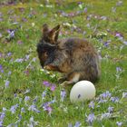 Bartkaninchen: Osterhase 2016 - 04