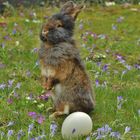 Bartkaninchen: Osterhase 2016