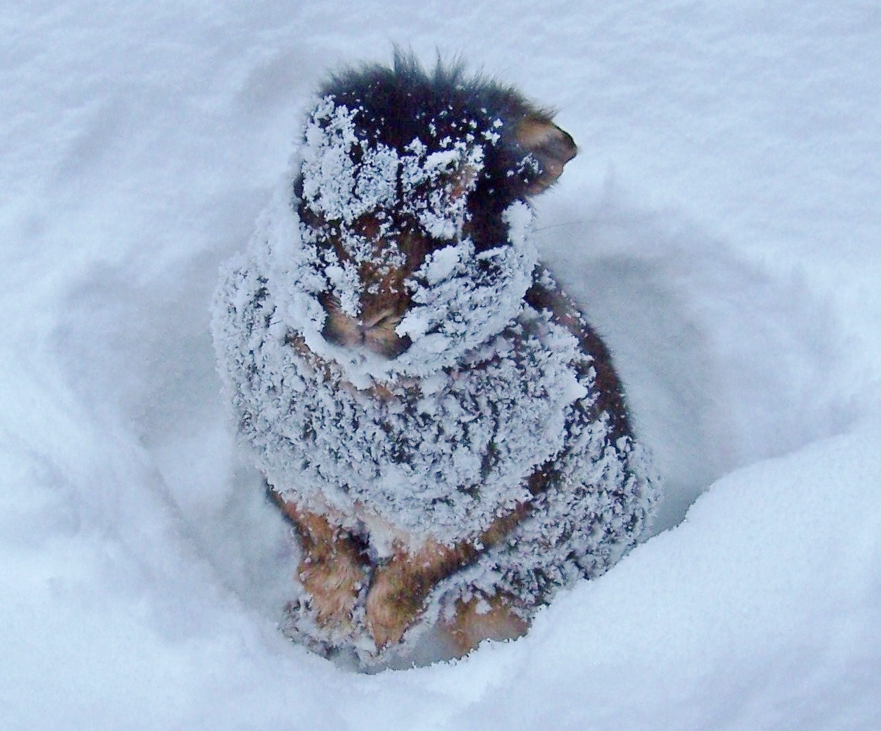 Bartkaninchen - Schneemann