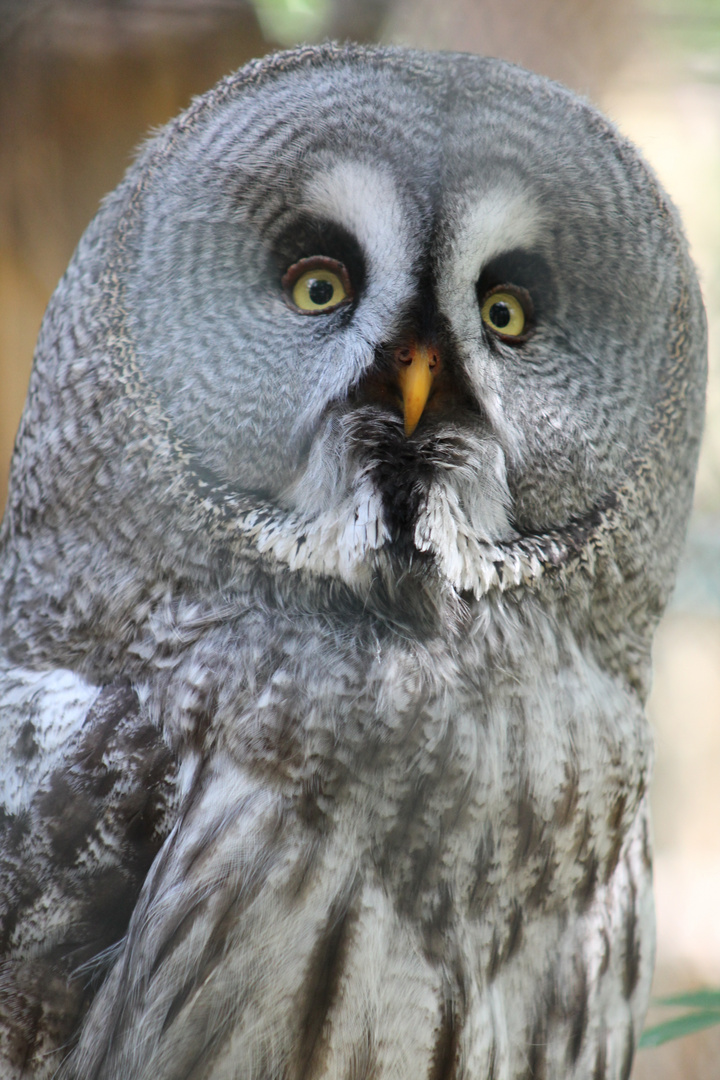 Bartkautz im Vogelpark