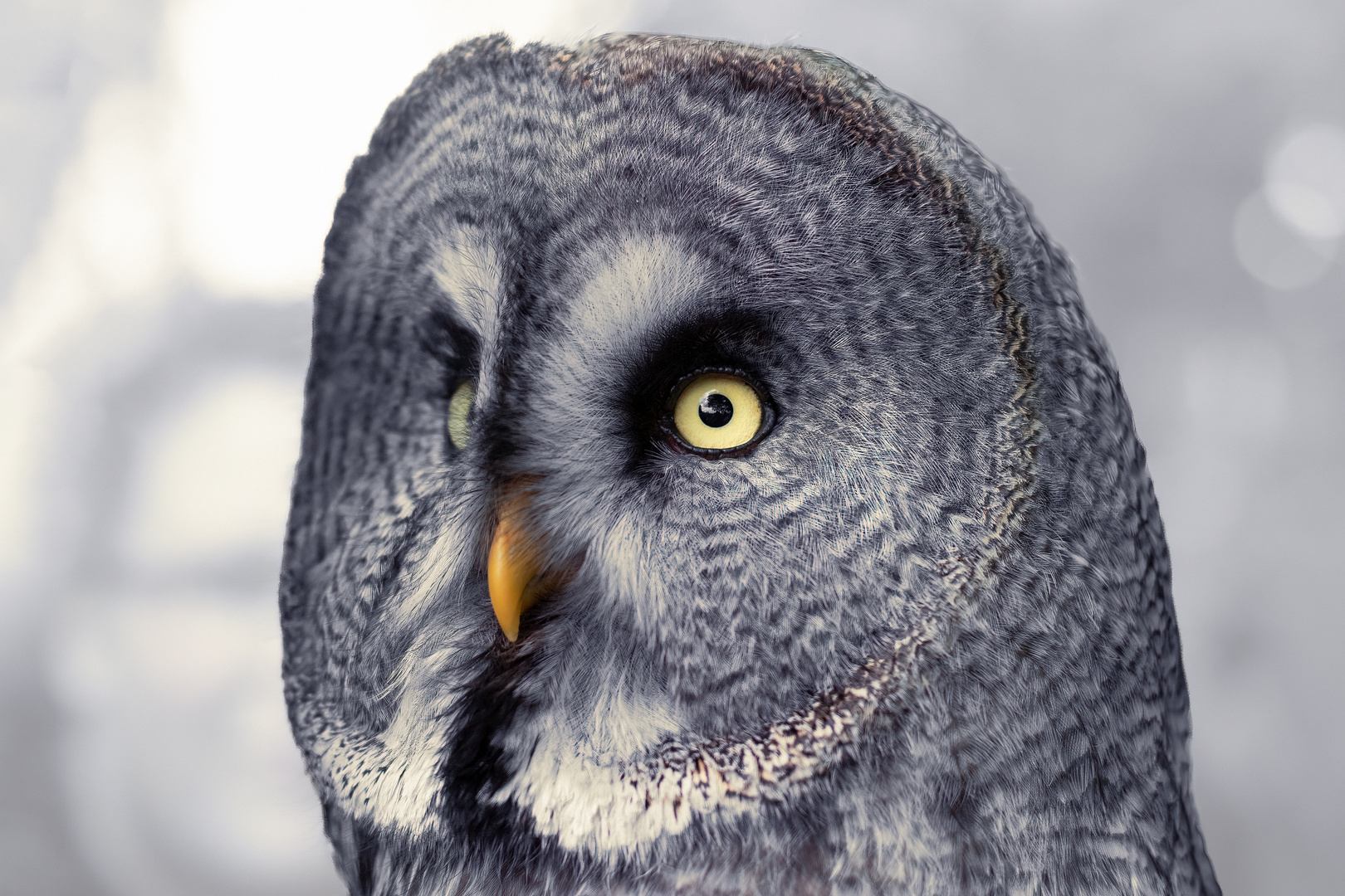 Bartkauz Foto & Bild tiere, zoo, wildpark & falknerei, vögel Bilder