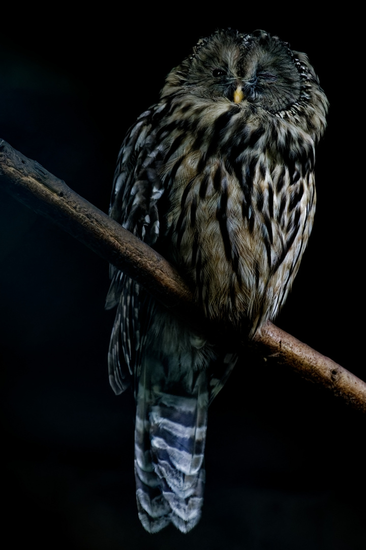 Bartkauz Foto & Bild natur, vogel, tiergarten nürnberg Bilder auf