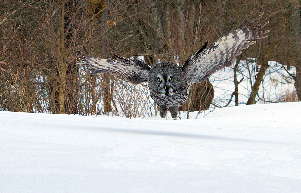 Bartkauz bei der Jagd 1