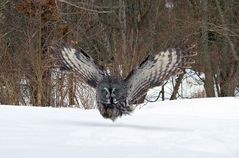 Bartkauz bei der Jagd 2