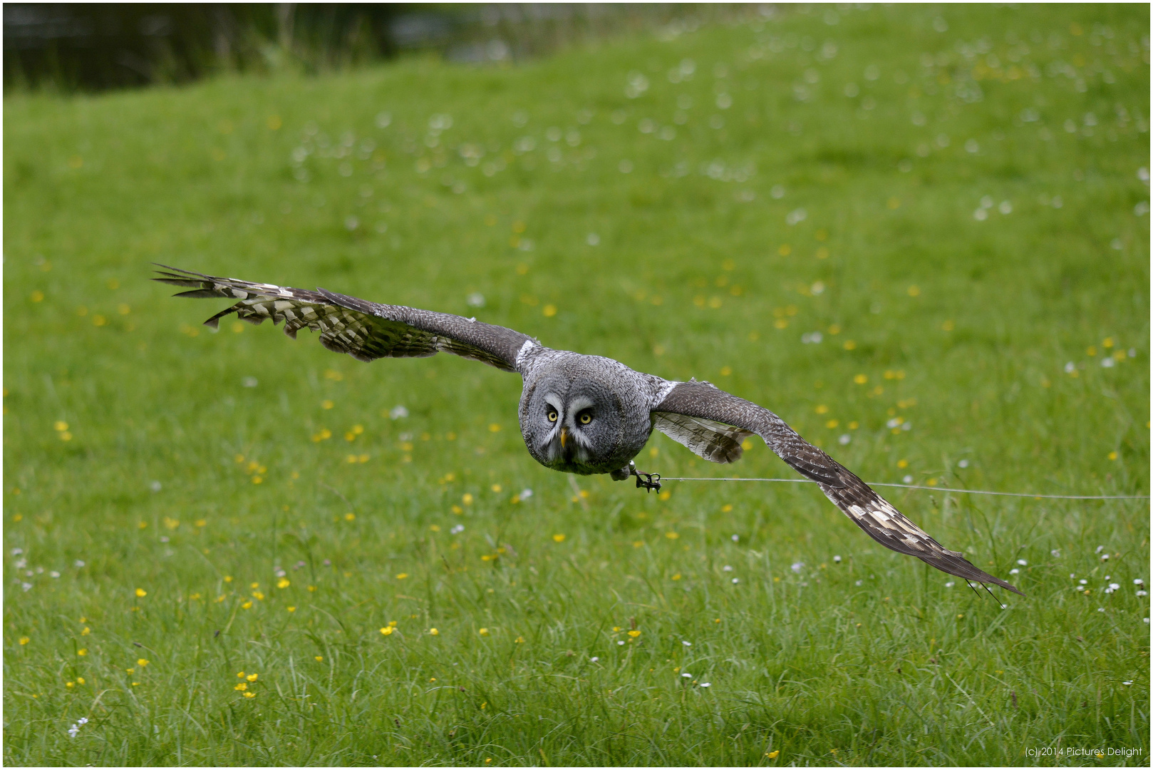 - Bartkauz beim Flugtraining -