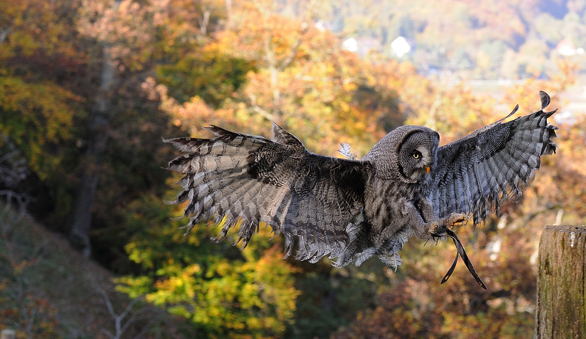 Bartkauz beim Landeanflug