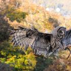 Bartkauz beim Landeanflug