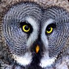 Bartkauz, gran buho gris, great grey owl