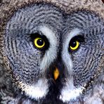 Bartkauz, gran buho gris, great grey owl