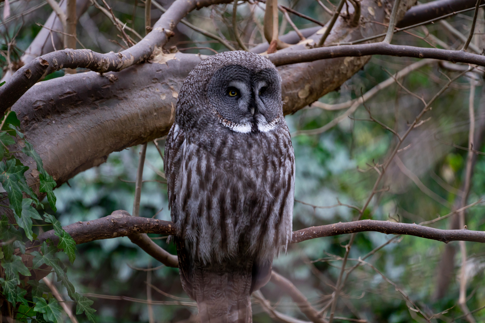 Bartkauz - Great Gray Owl