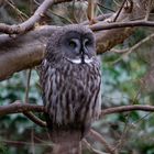 Bartkauz - Great Gray Owl