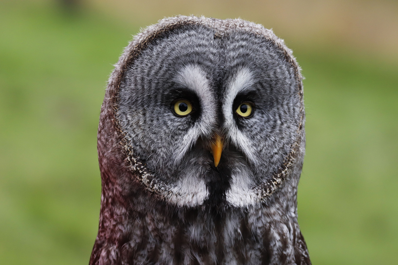 Bartkauz - Great Grey Owl