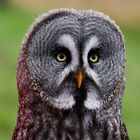 Bartkauz - Great Grey Owl