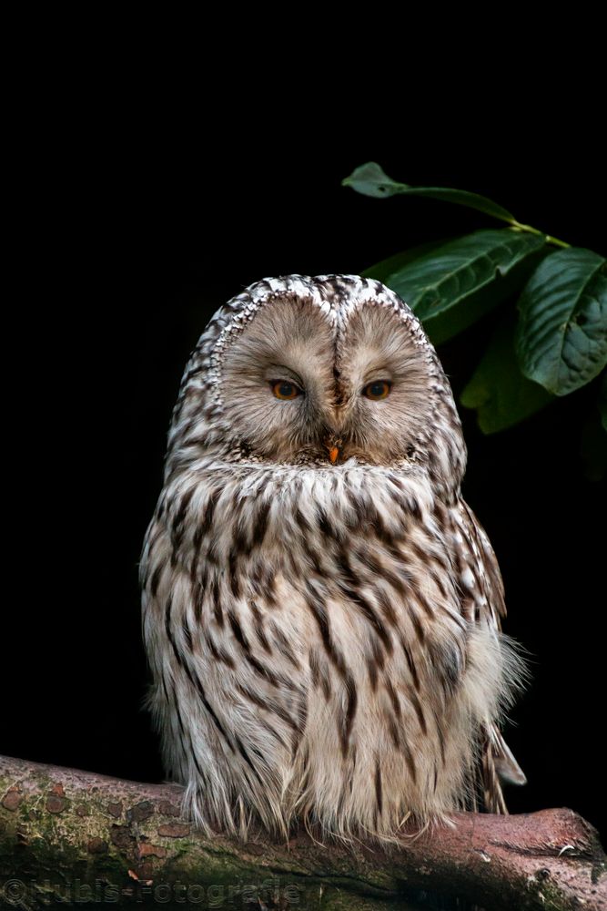 Bartkauz (Great grey owl)