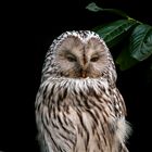 Bartkauz (Great grey owl)