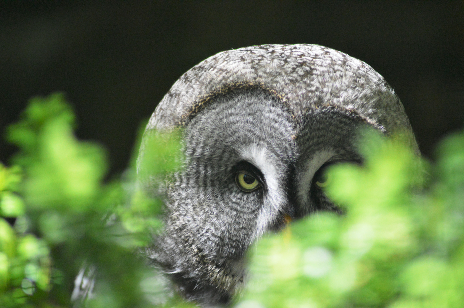 Bartkauz / Great Grey Owl ... is watching you!!