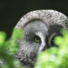 Bartkauz / Great Grey Owl ... is watching you!!