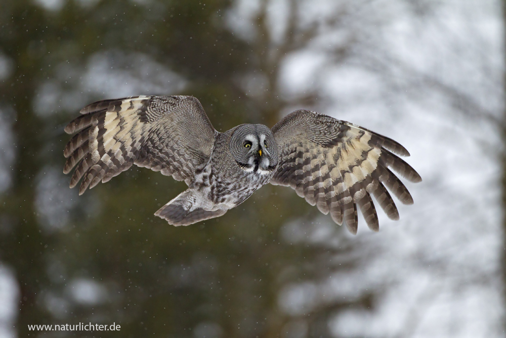 Bartkauz im Flug